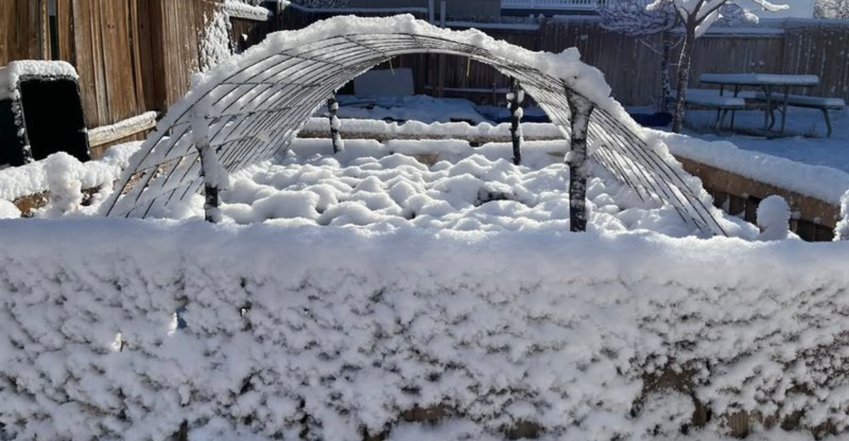 garden (featured image)