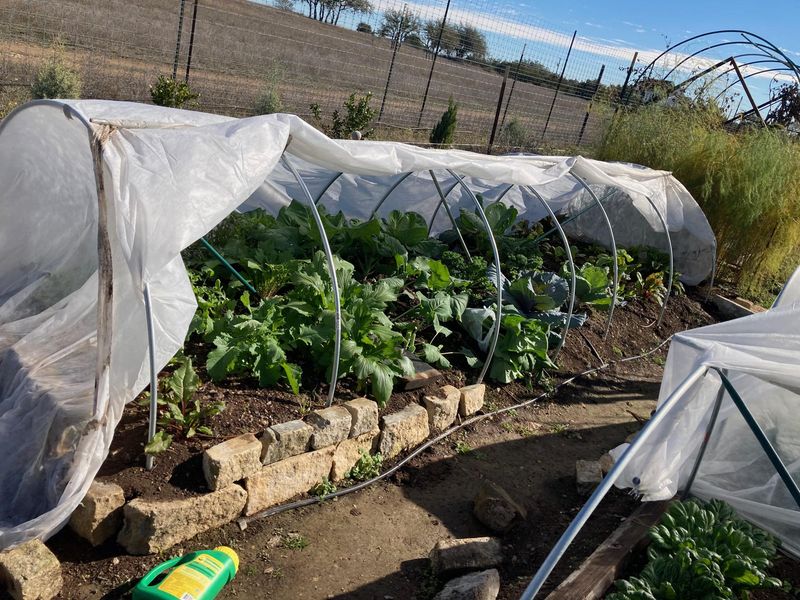 Planting Too Early During Cold Snaps