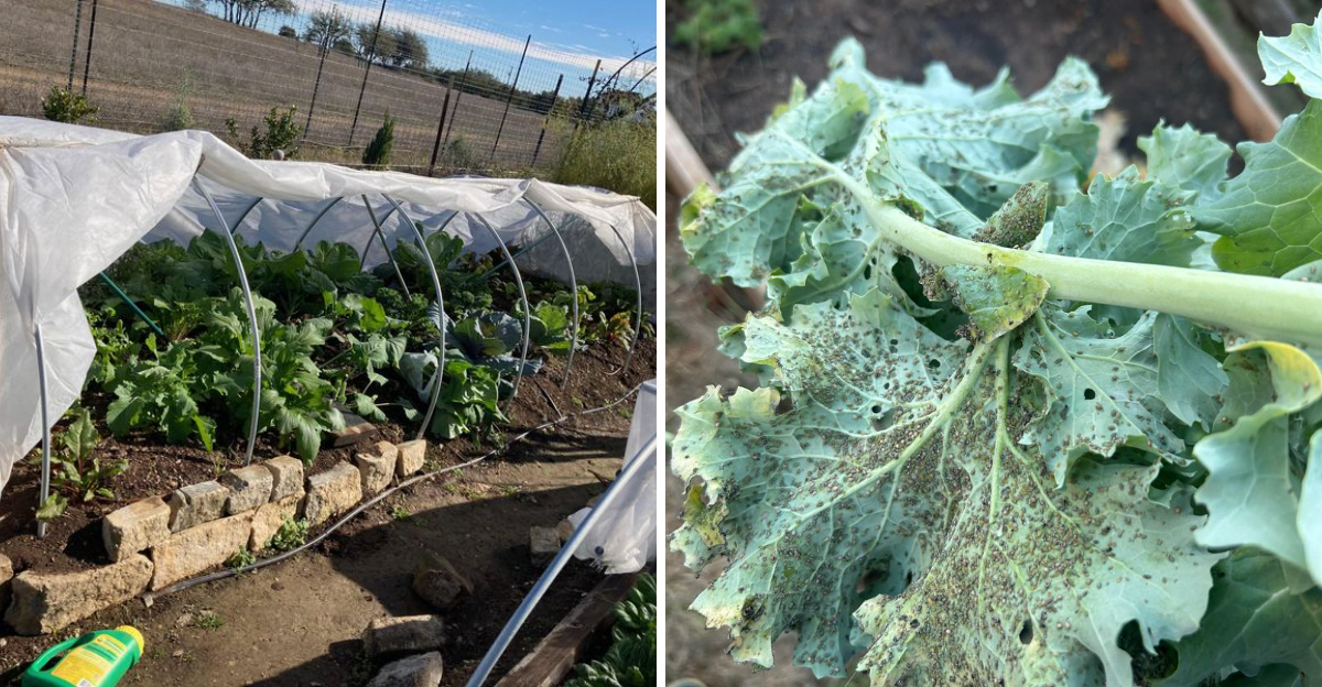 garden shade cloth and pests on a veggie plant