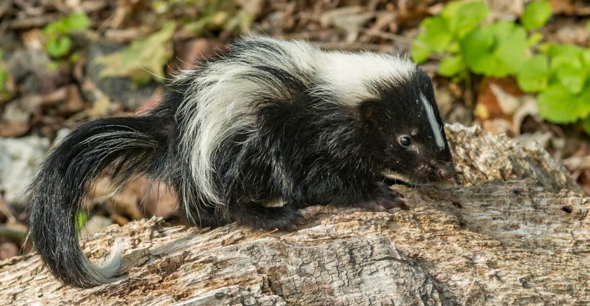 9 Things You Can Do When A Skunk Turns Up In Your Yard In Illinois