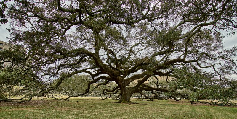 Live Oak Builds Powerful Shade And Storm Resilience