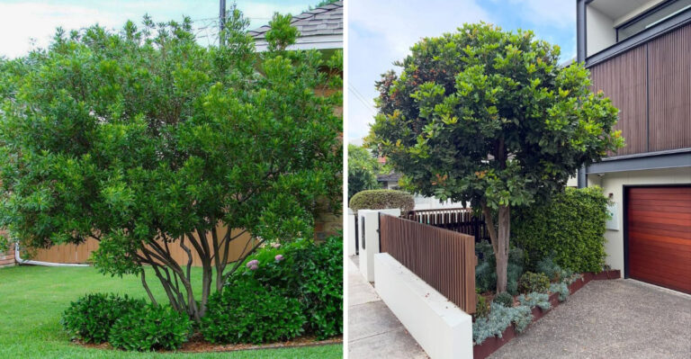 Wax Myrtle and Buttonwood tree