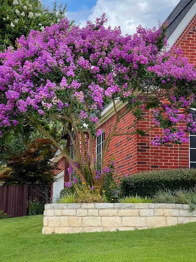 Crape Myrtle