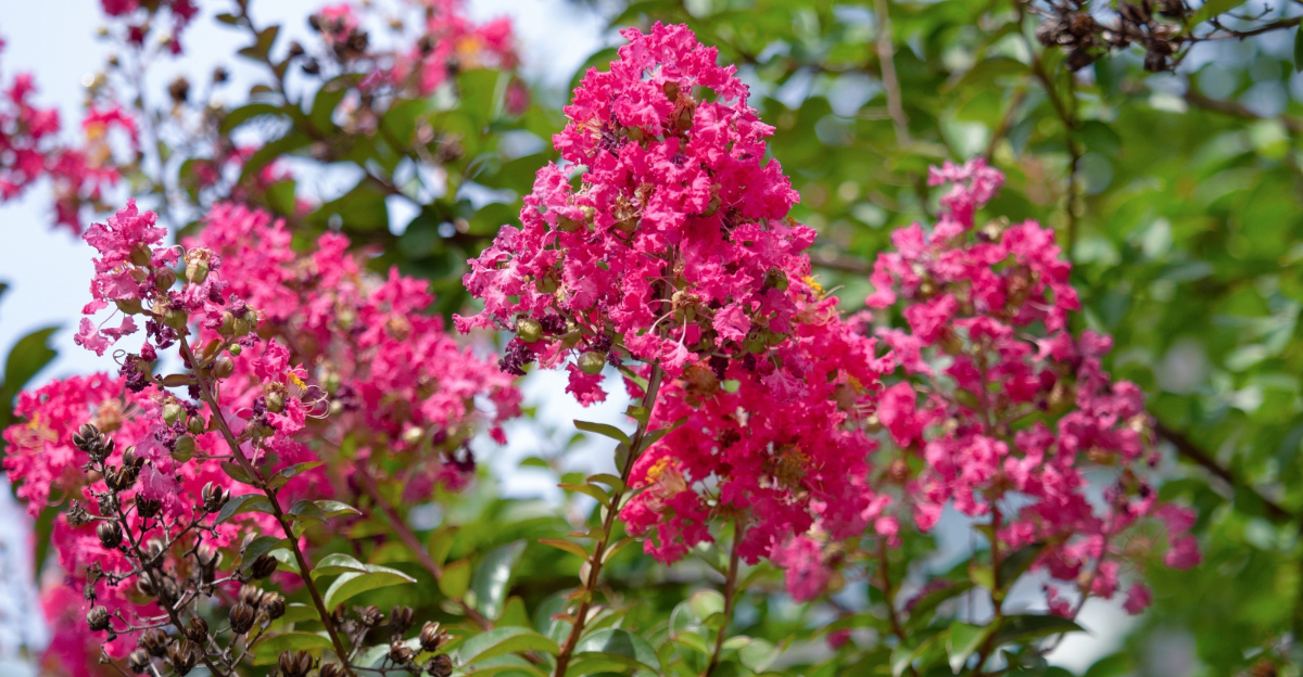 tree (featured image)