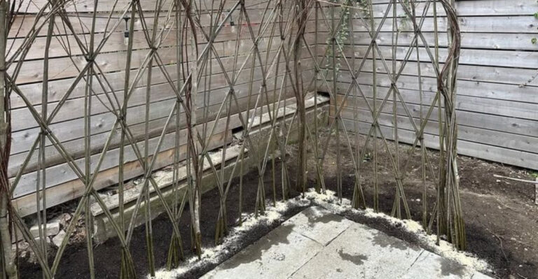 Trellis (featured image)