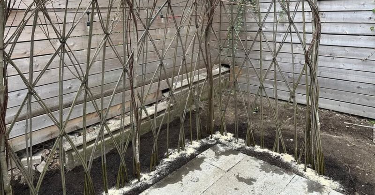 Trellis (featured image)