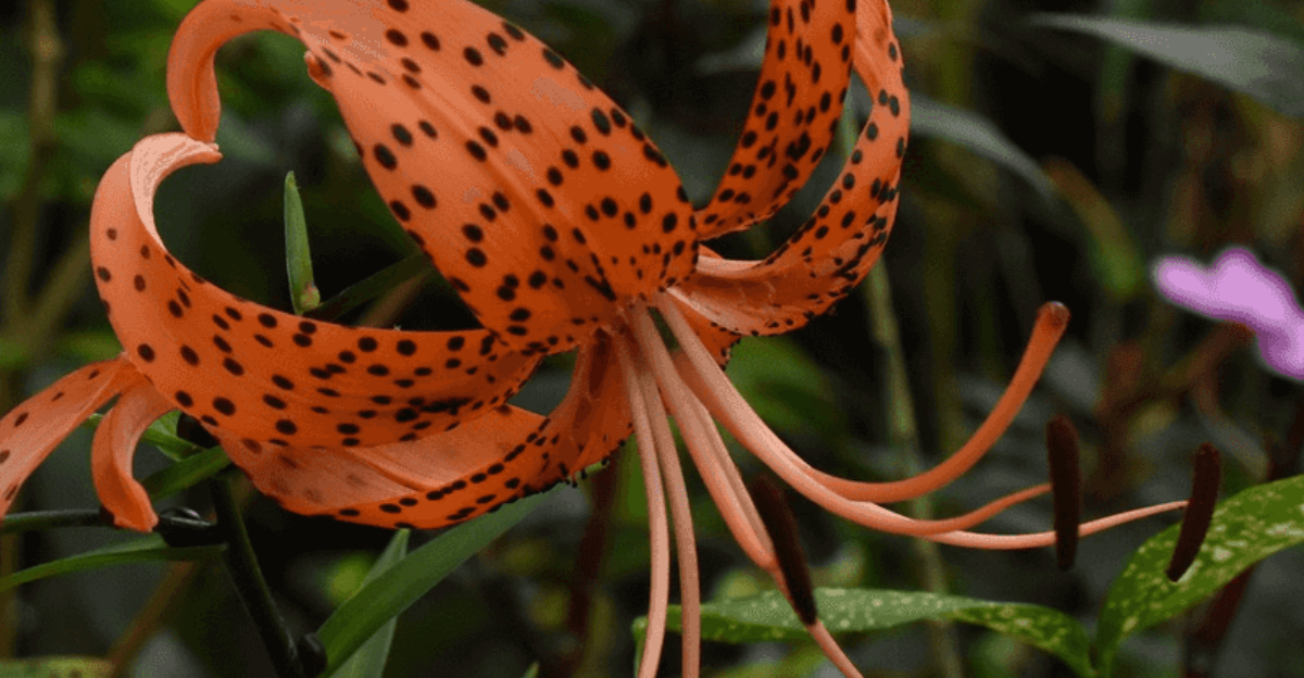 tiger lily