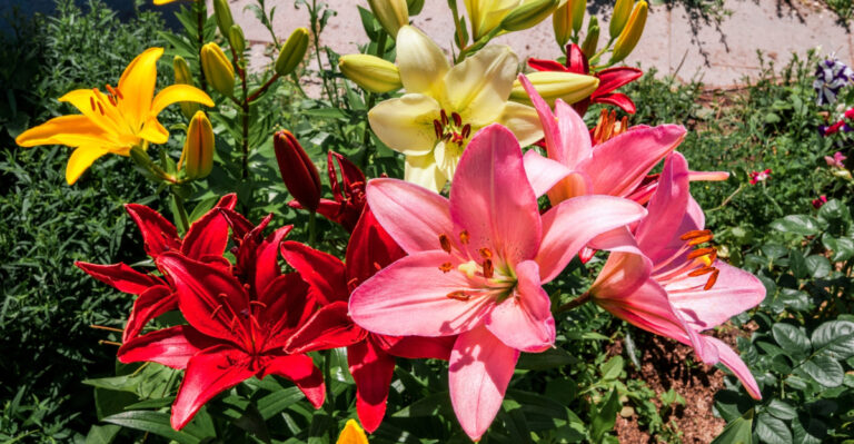 lilies (featured image)