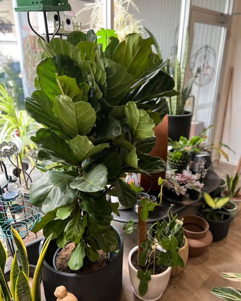 Fiddle Leaf Fig