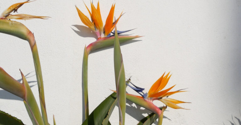 Bird of paradise flower (featured image)