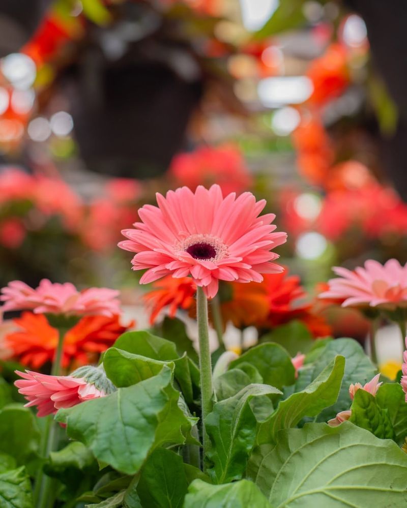 Gerbera Daisies