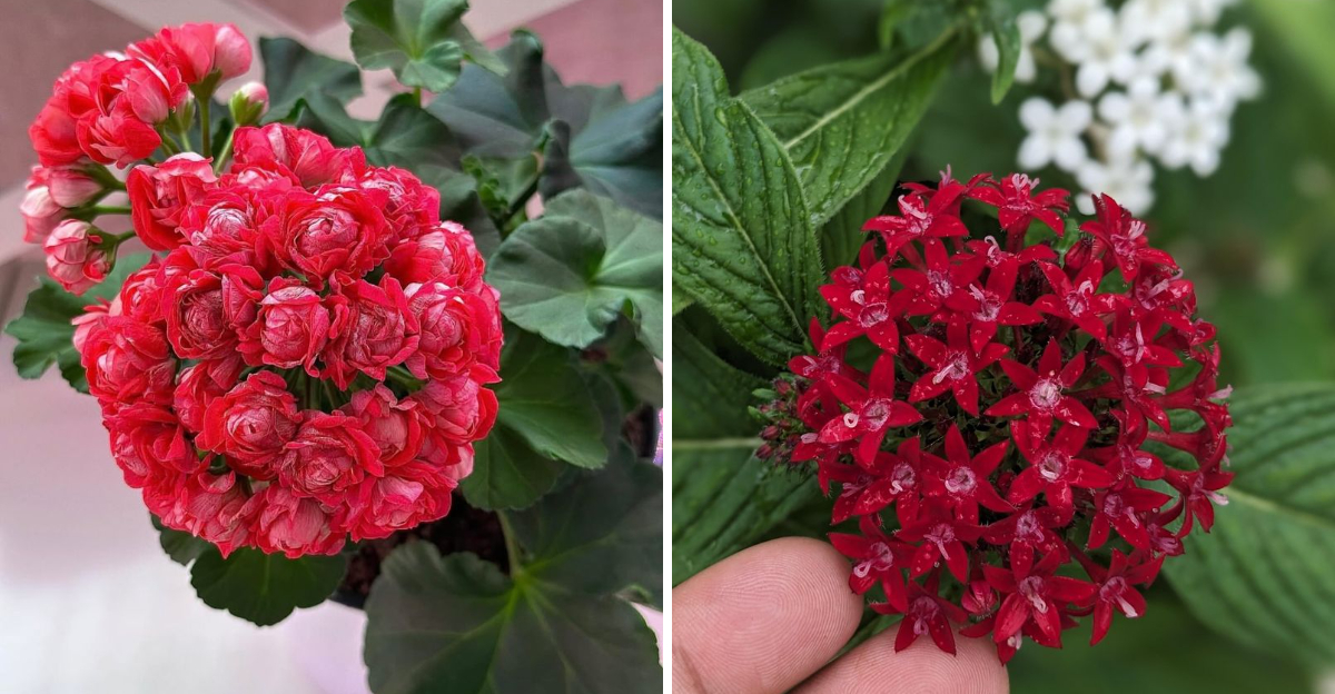 geranium and penta flower