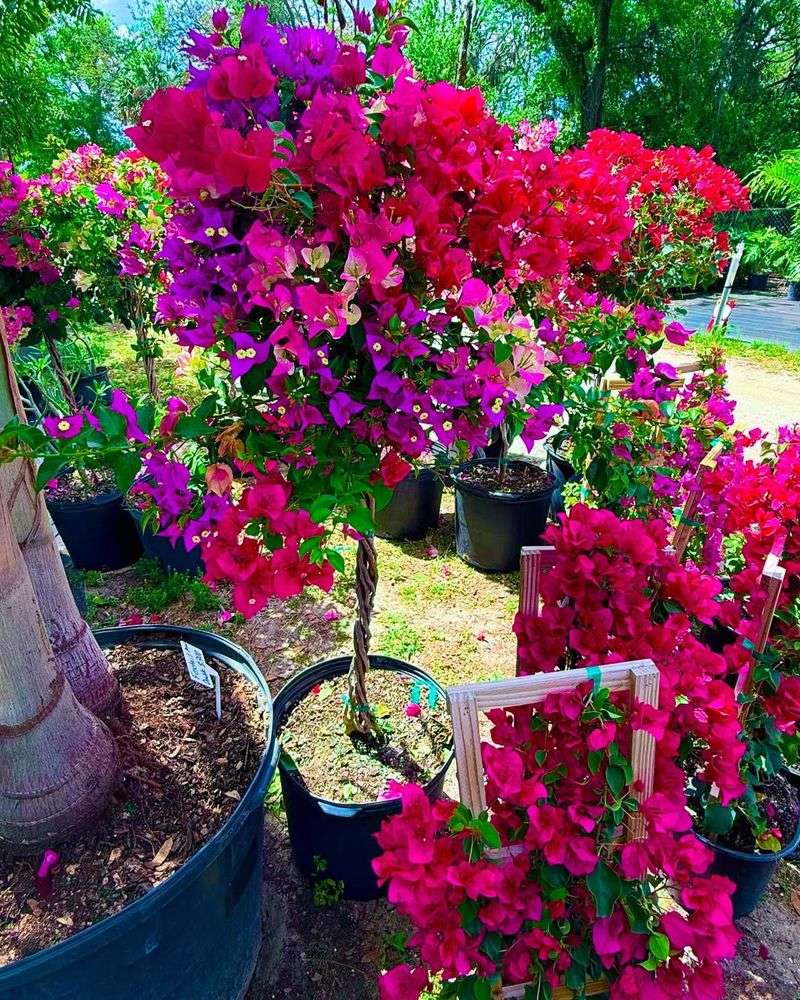 Bougainvillea
