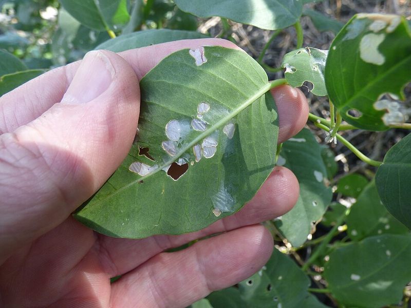Leaves With Holes Or Ragged Edges