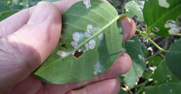 hole in plant leaf