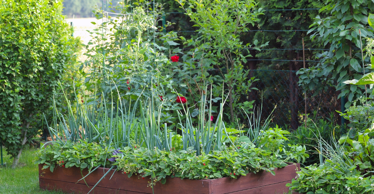 vegetables (featured image)