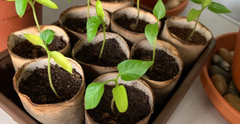 seedlings in toilet paper rolls
