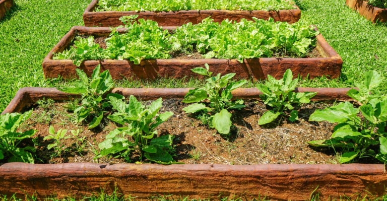 vegetable garden (featured image)