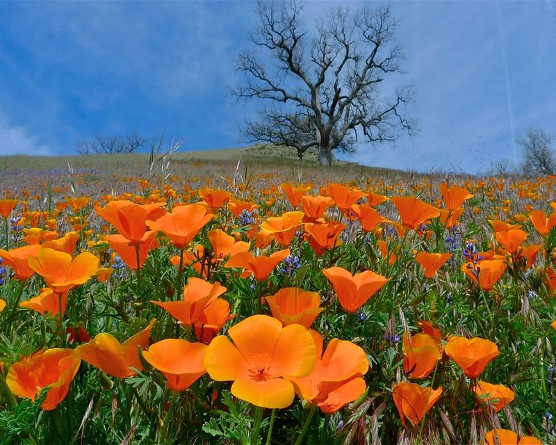 California Poppy (Eschscholzia Californica)