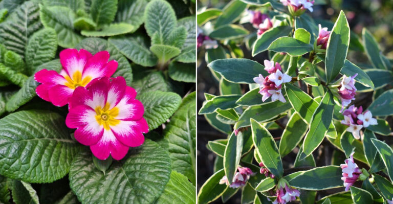 9 Winter-Blooming Plants Adding Color To Oregon Gardens Right Now