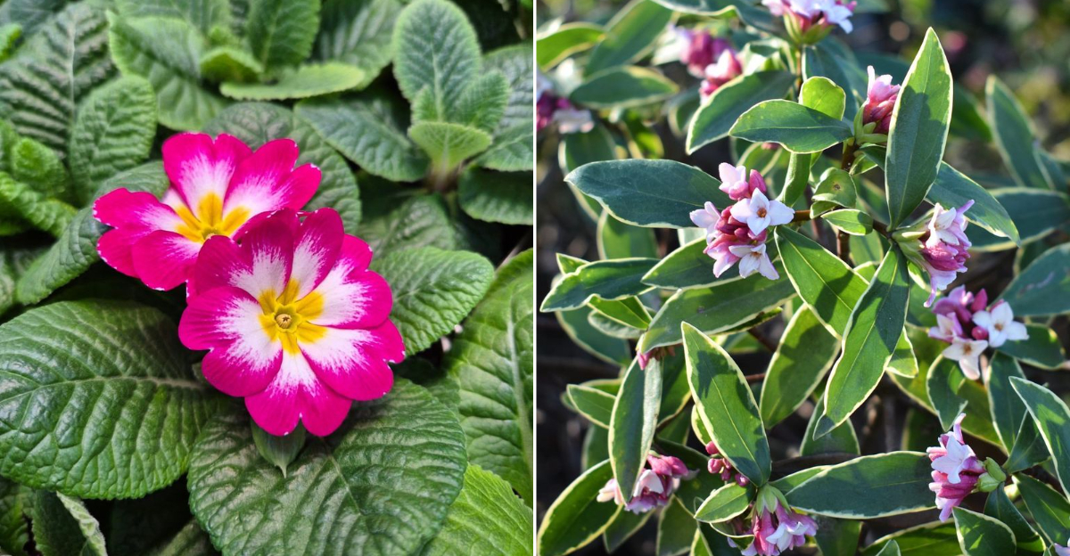 9 Winter-Blooming Plants Adding Color To Oregon Gardens Right Now