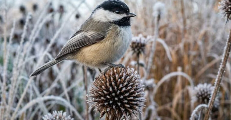 bird (featured image)