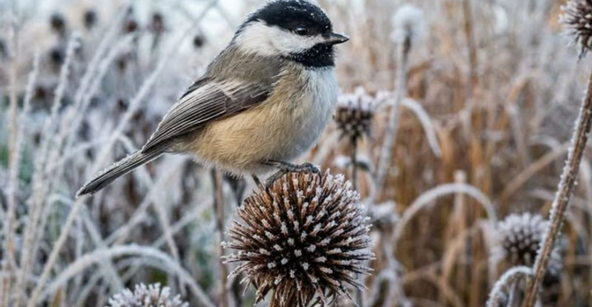 bird (featured image)