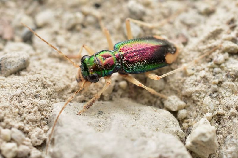 Dazzling Metallic Colors Make Them Stand Out