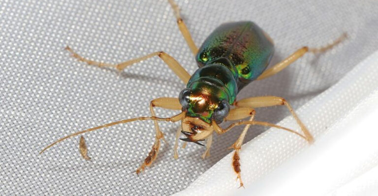 bug (featured image)