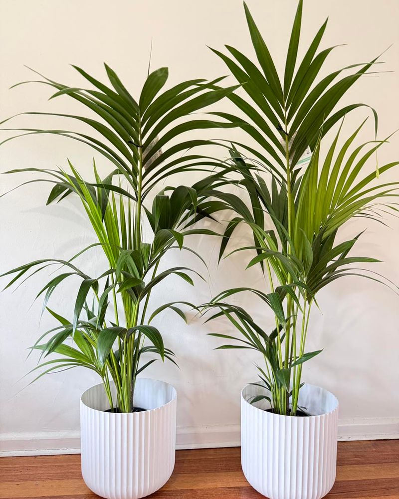 Why Palms Behave Differently Indoors