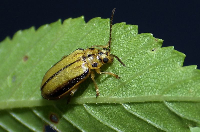 It's The Elm Leaf Beetle (Xanthogaleruca Luteola)