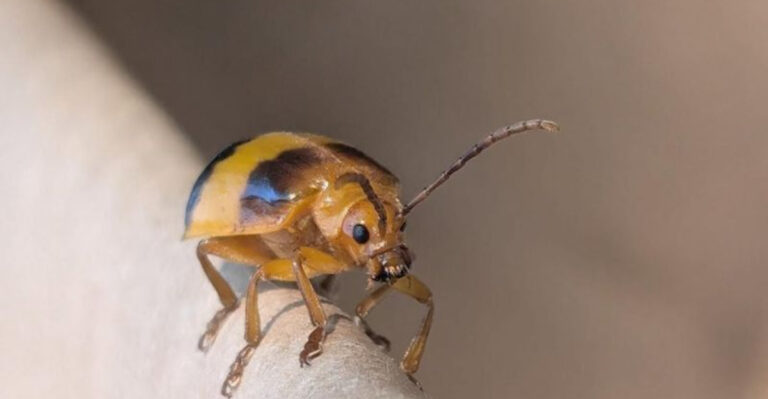 elm leaf beetle