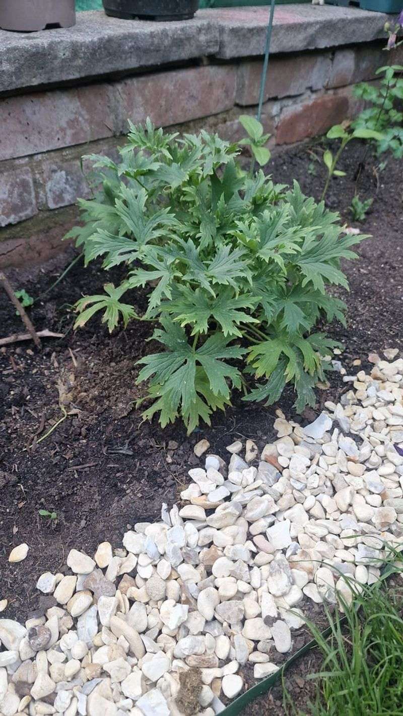 Simple Growing Tricks That Deliver Stunning Results