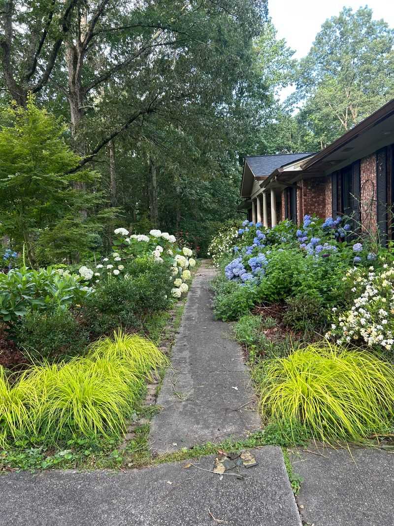 Mature Shrubs And Flowering Plants Now Frame The Front Walkway