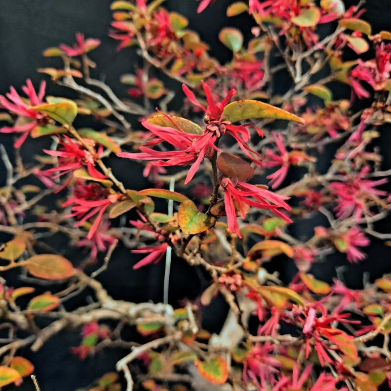 Loropetalum (Chinese Fringe Flower)