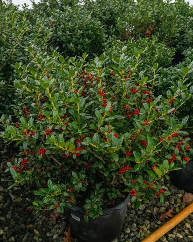 Holly (Dwarf Or Shrub Types)