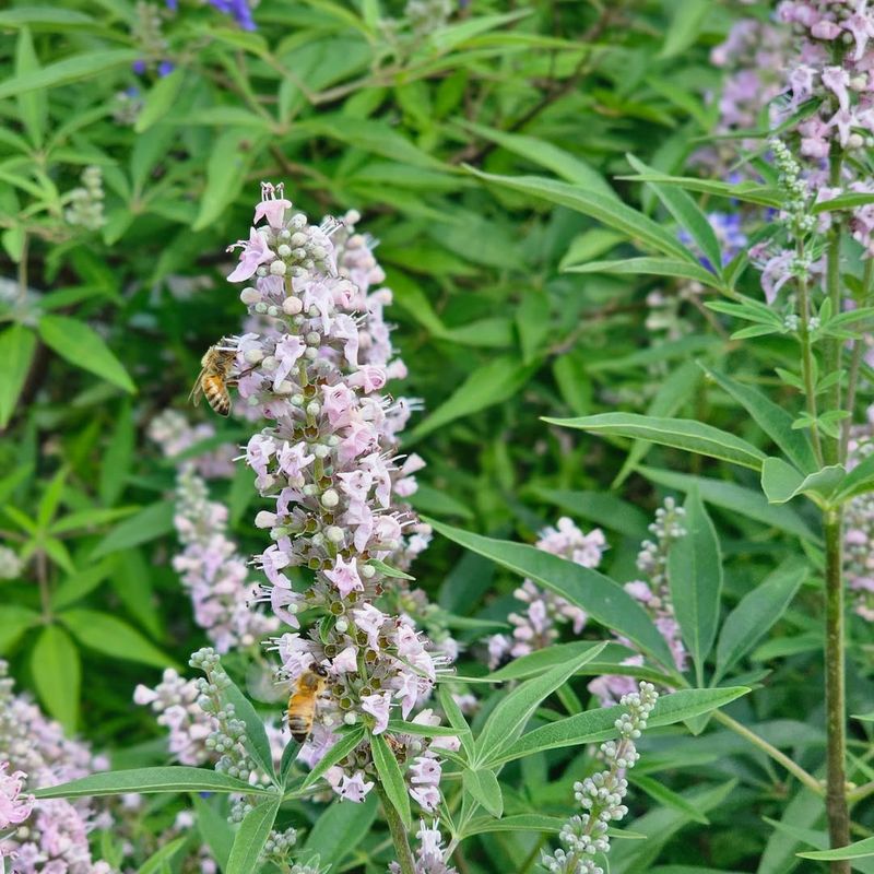 Vitex (Vitex agnus-castus)