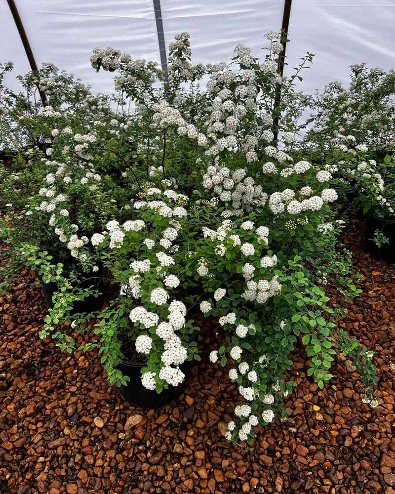 Spirea