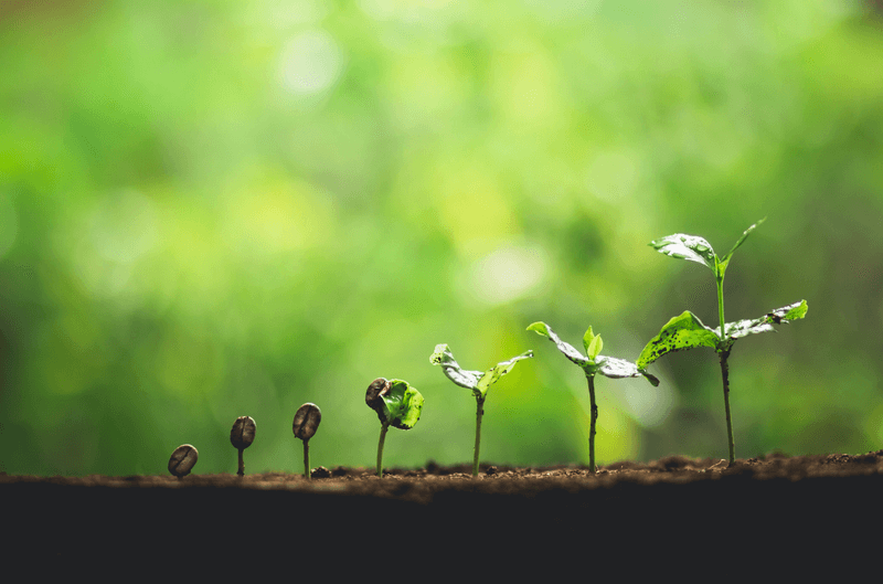 Strengthening Plant Stems And Structure