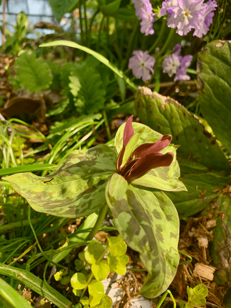 Trillium Chloropetalum (Giant Wakerobin)
