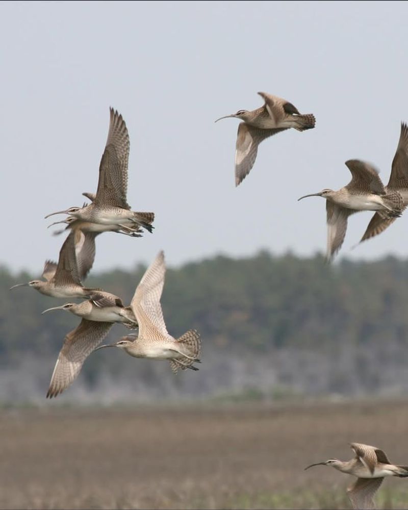 Migratory Birds Themselves