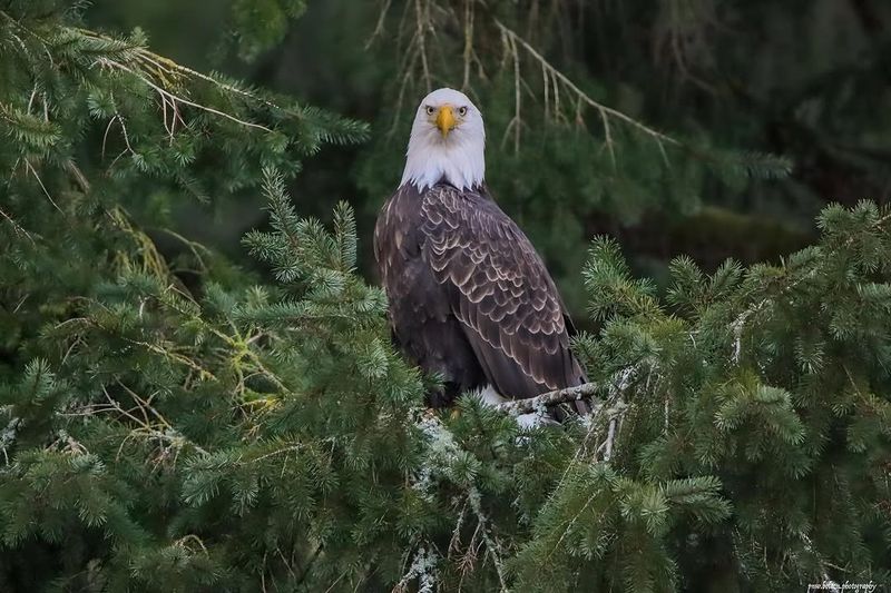 Bald Eagles And Their Nests