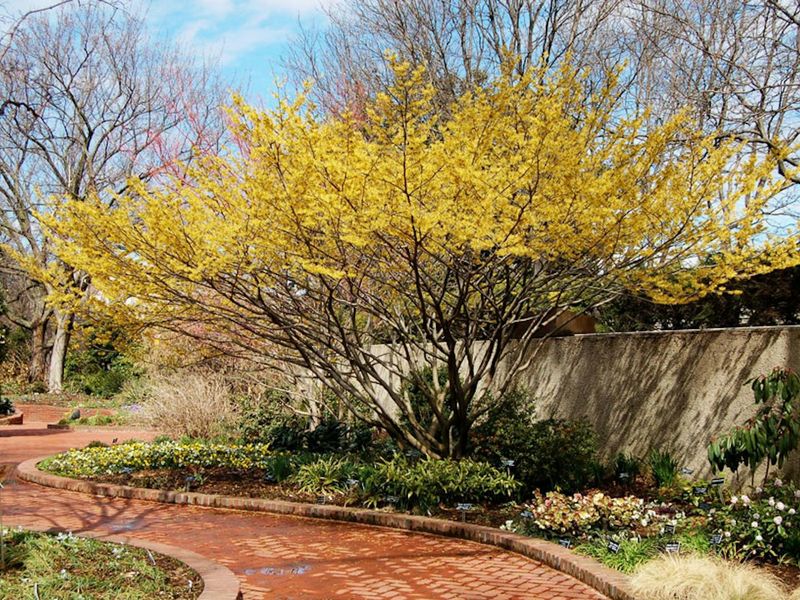 Increases Property Value With Mature Landscaping