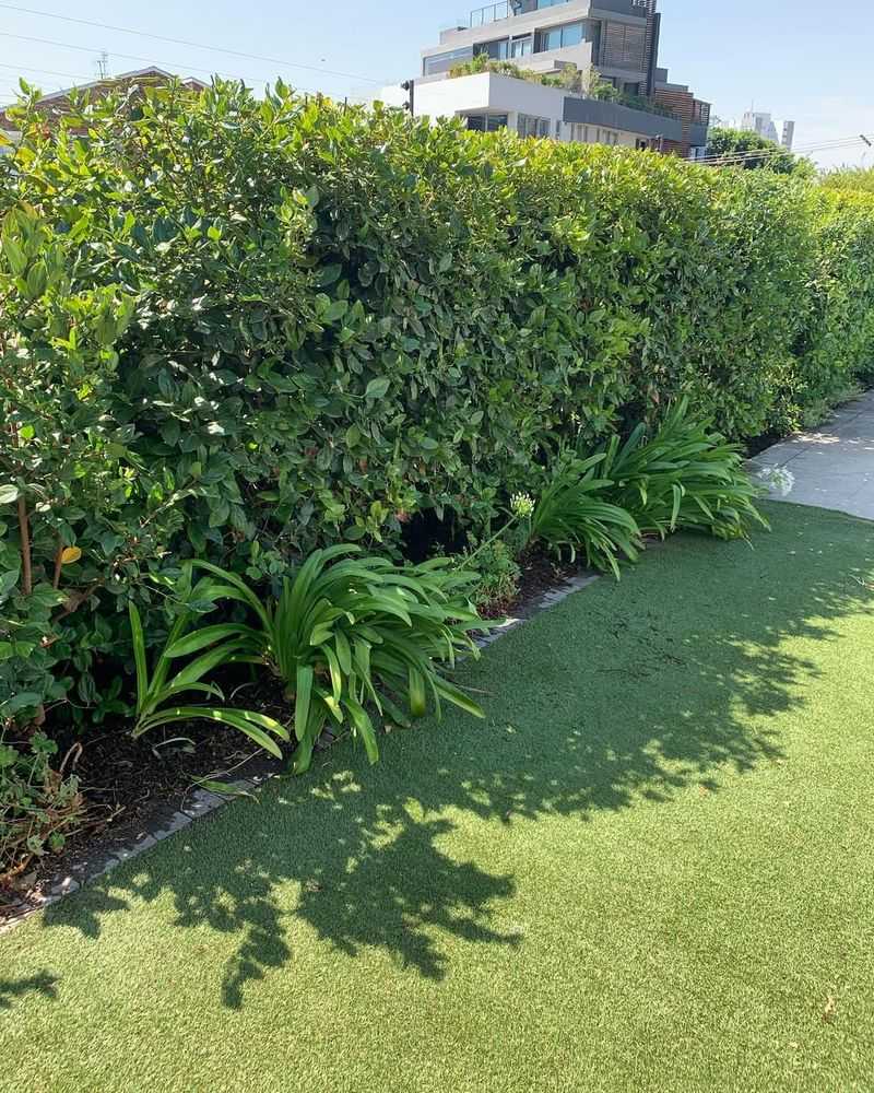 Creates Natural Privacy Screens Year-Round