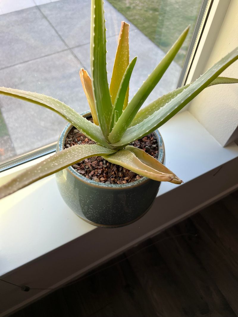 Position The Plant And Fill With Soil