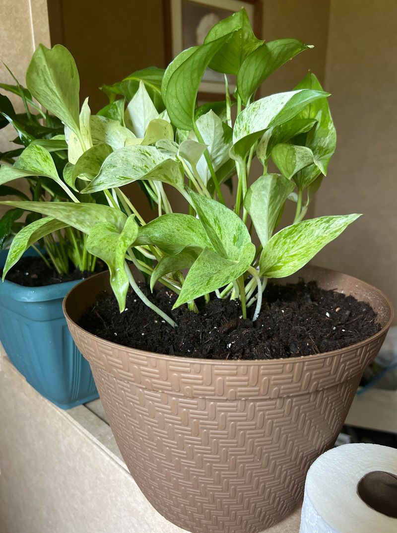 Brew A Mild Coffee Feed