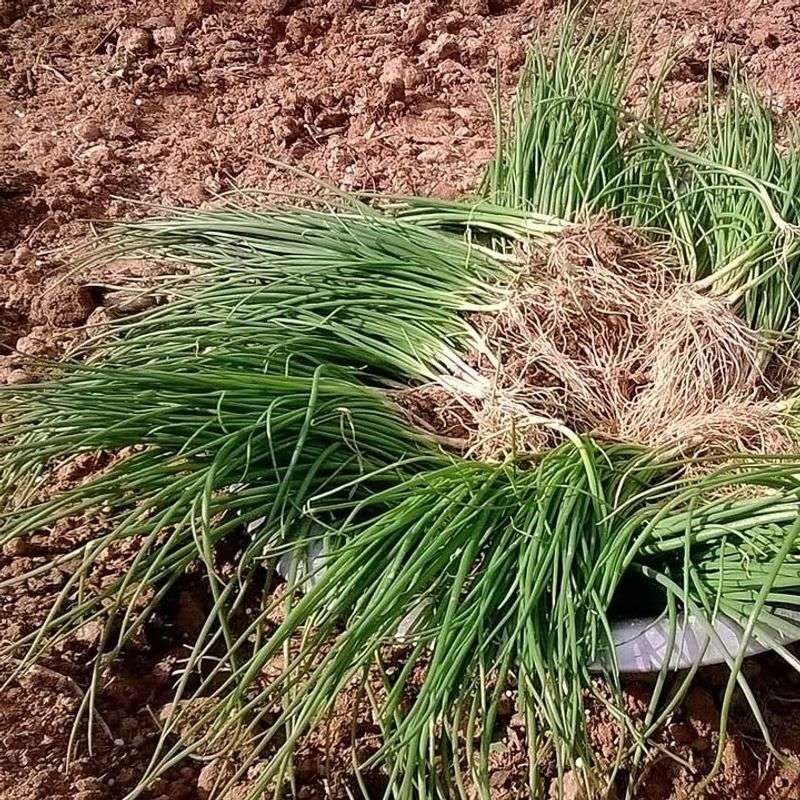 Plant Cover Crops For Natural Soil Building