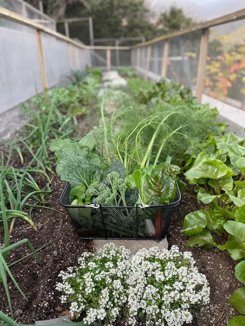 Plant Cool-Season Vegetables