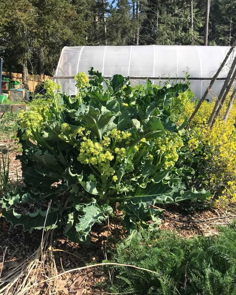 Grow Perennial Vegetables