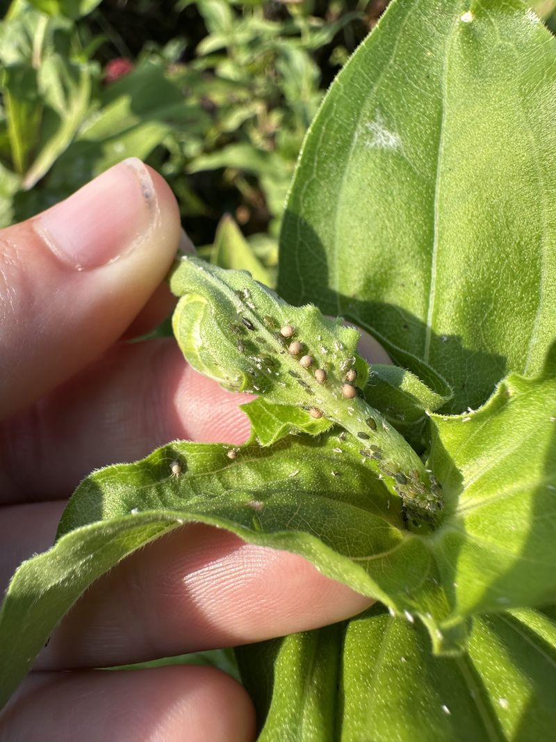 Monitor For Pests And Diseases While Populations Are Low